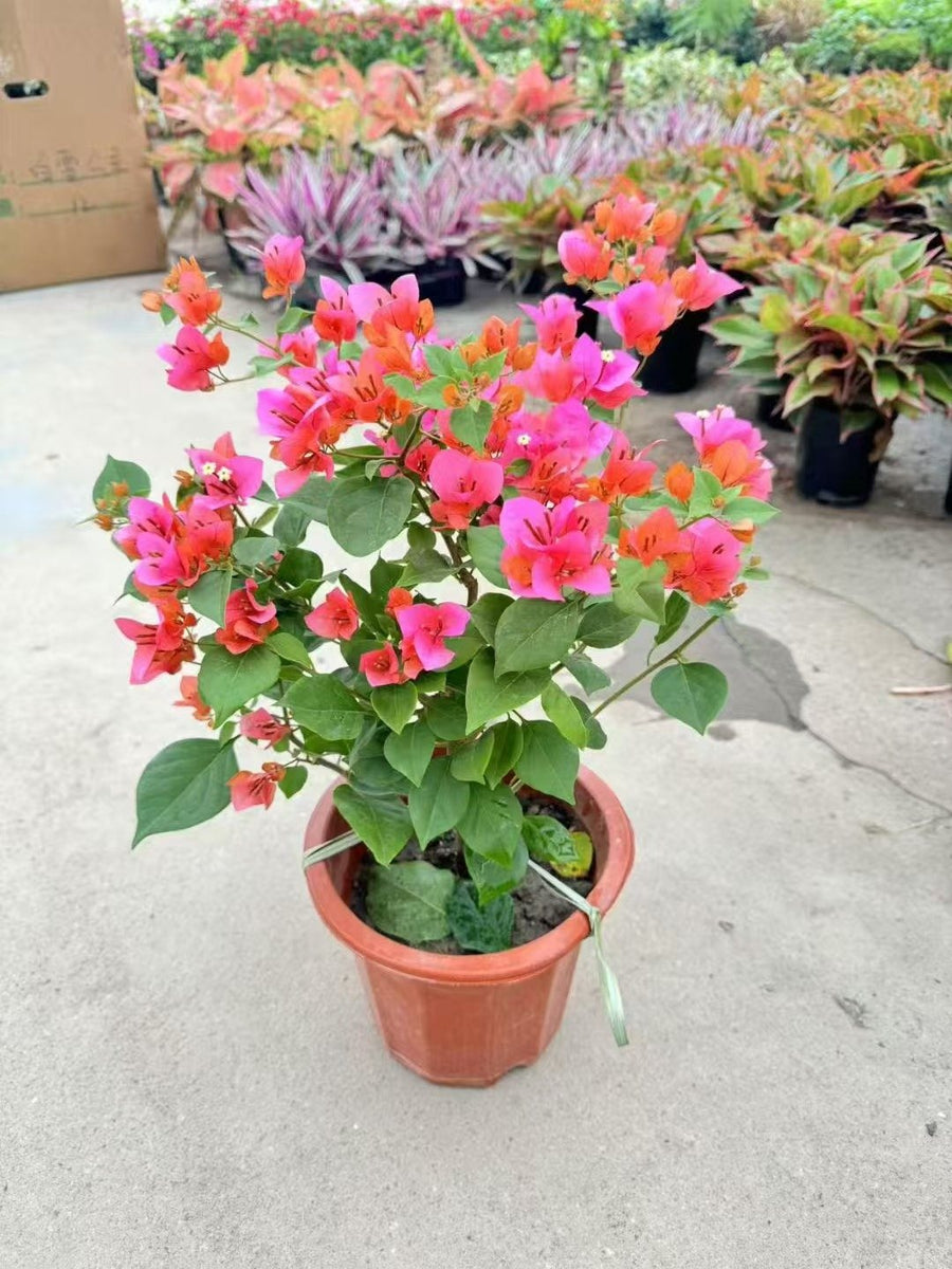 Bougainvillea pink