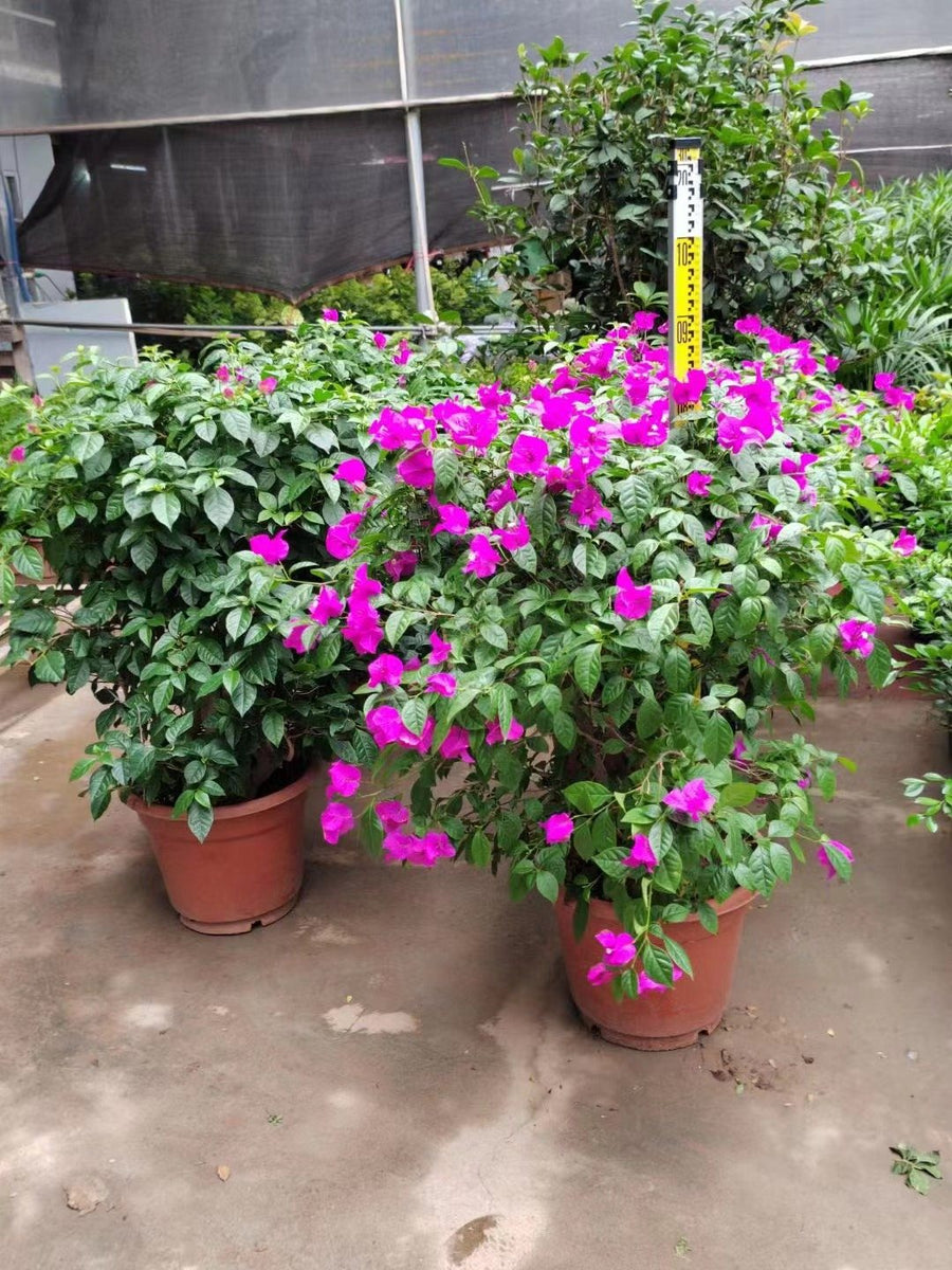 Bougainvillea spectabilis