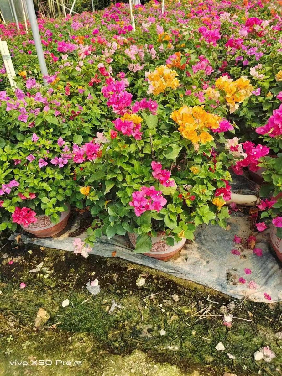 Bougainvillea spectablis