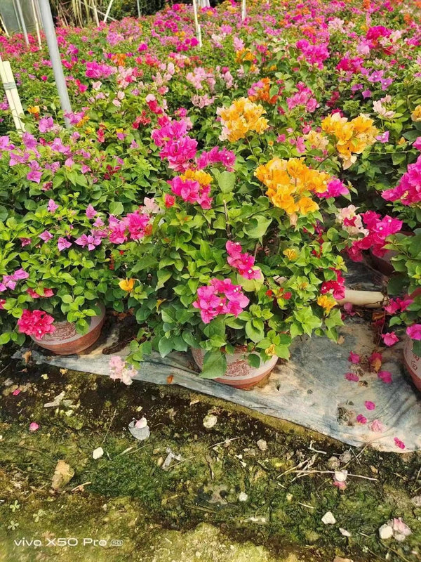 Bougainvillea spectablis