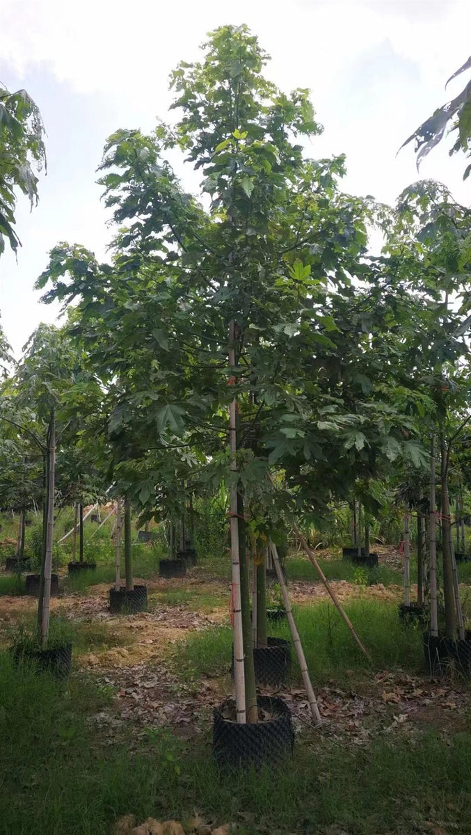 Brachichyton acerifolius