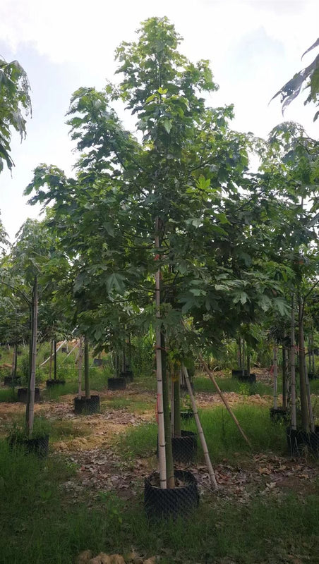 Brachichyton acerifolius