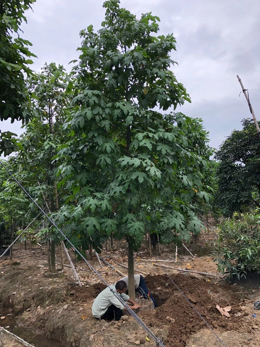 Brachychiton acerifolium