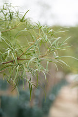 Queensland Bottle Tree - Brachychiton rupestris - Brisbane Plant Nursery