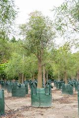 Queensland Bottle Tree - Brachychiton rupestris - Brisbane Plant Nursery