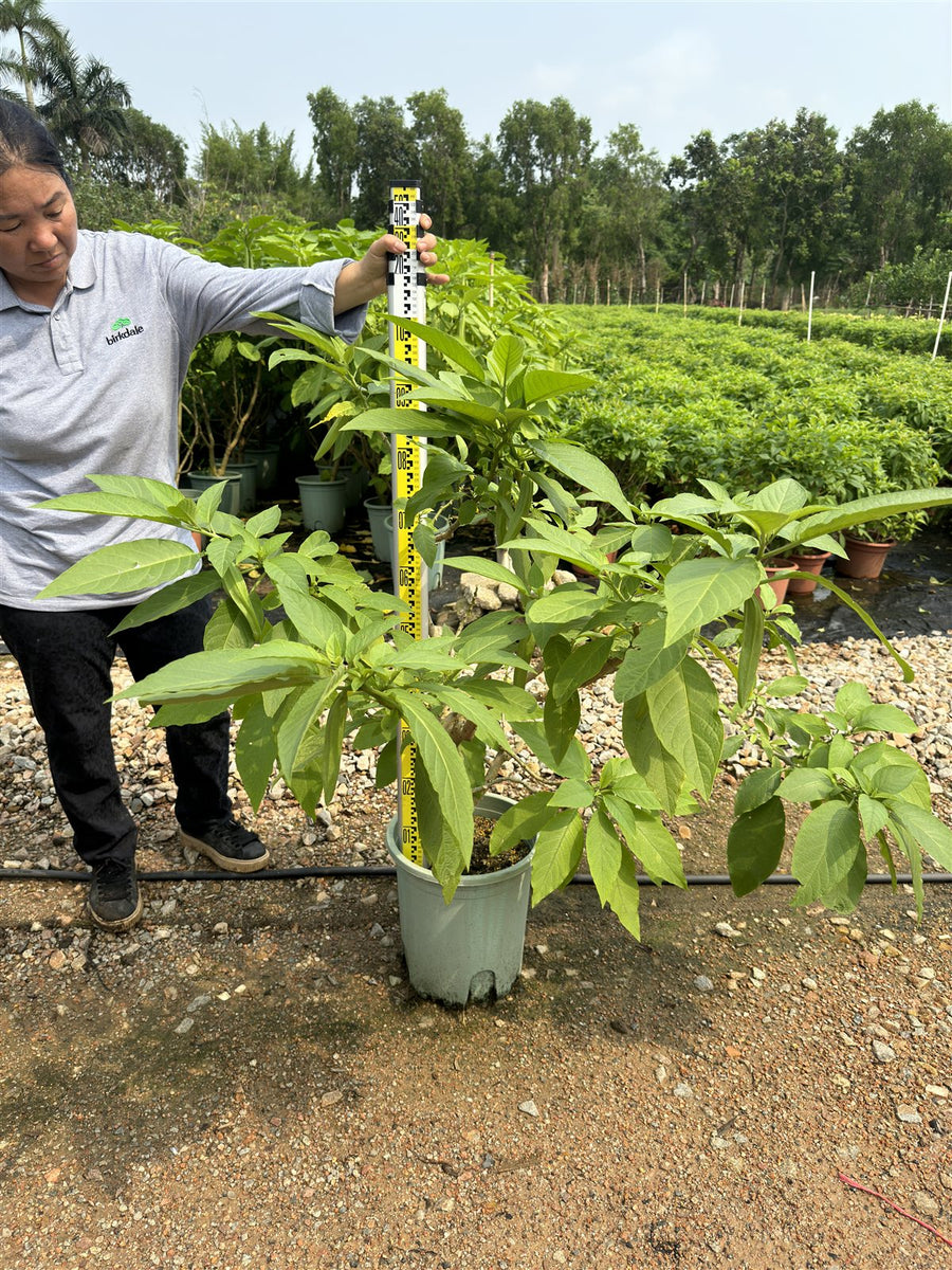Brugmansia sanguinea