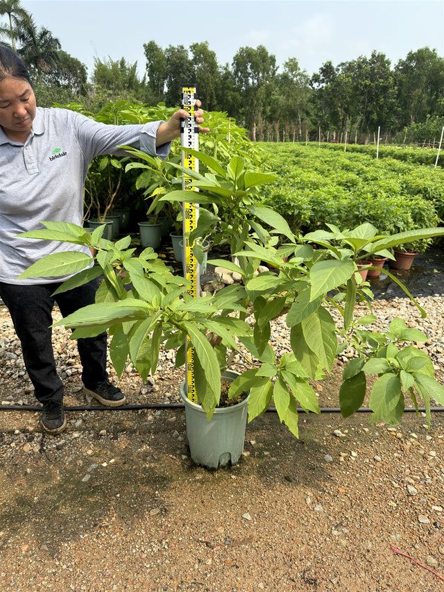 Brugmansia sanguinea