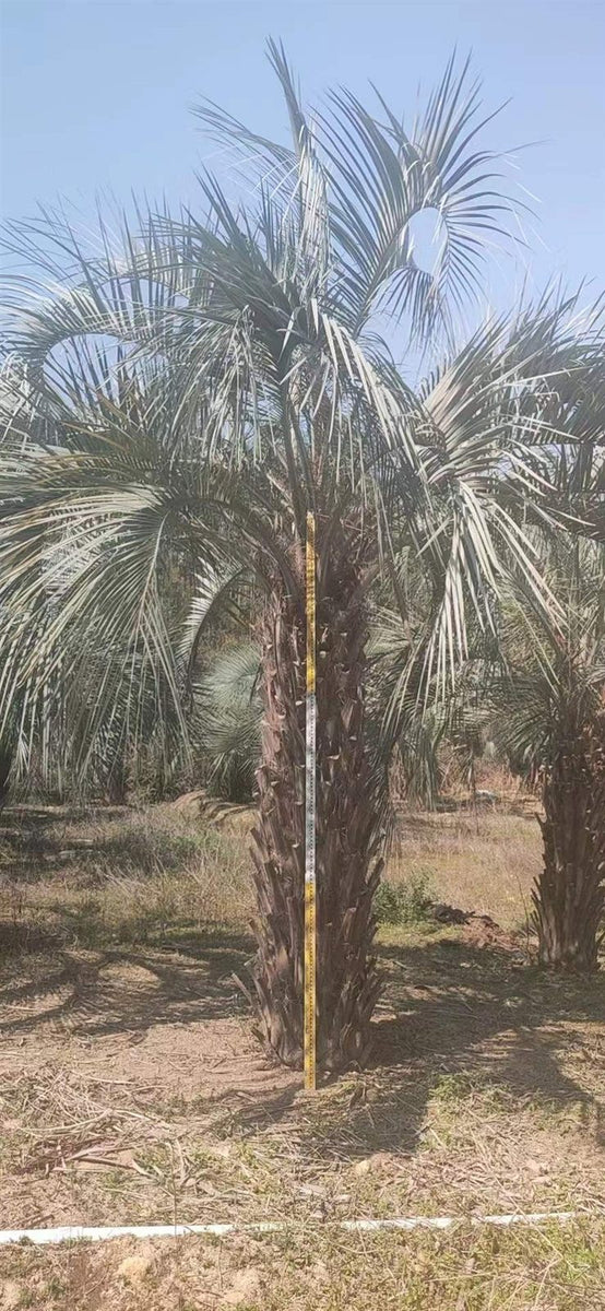 Butia capitata