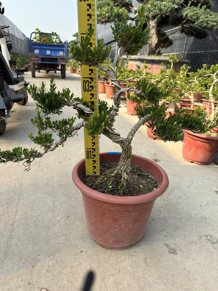 Buxus sinica