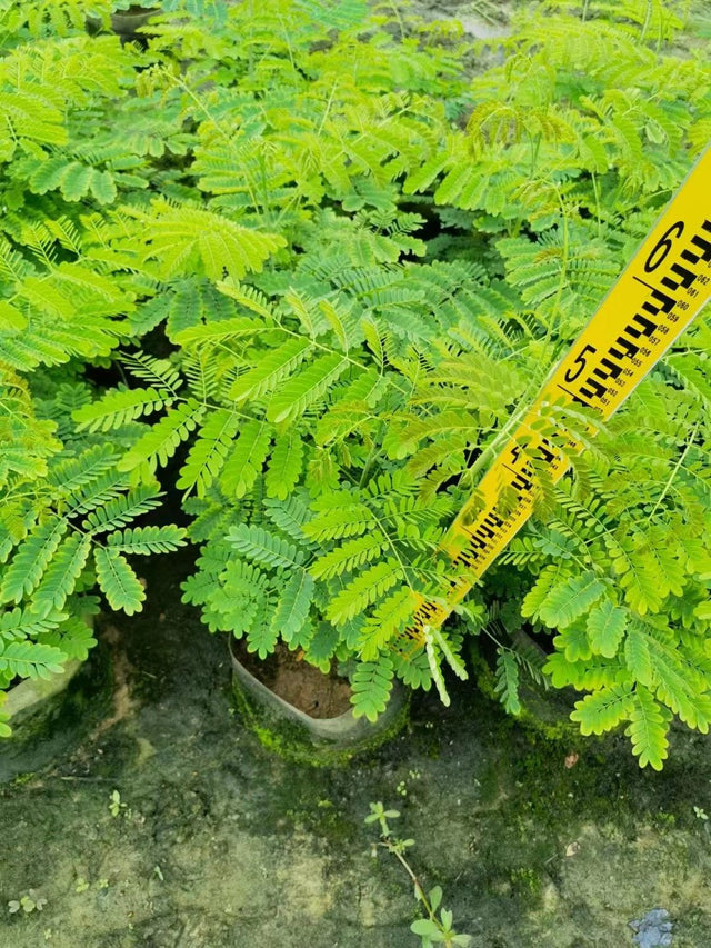 Caesalpinia pulcherrima