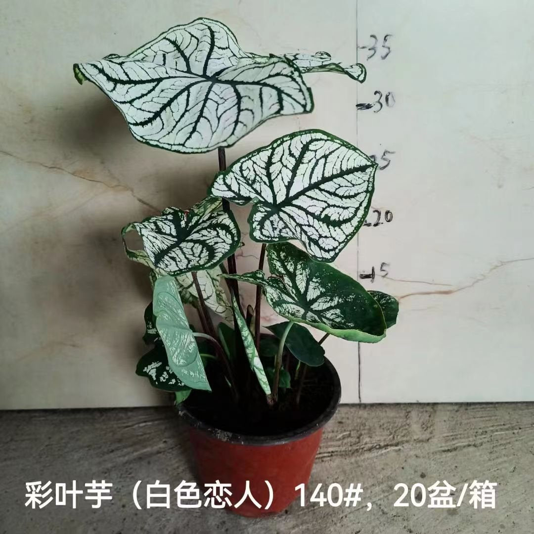 Caladium bicolor