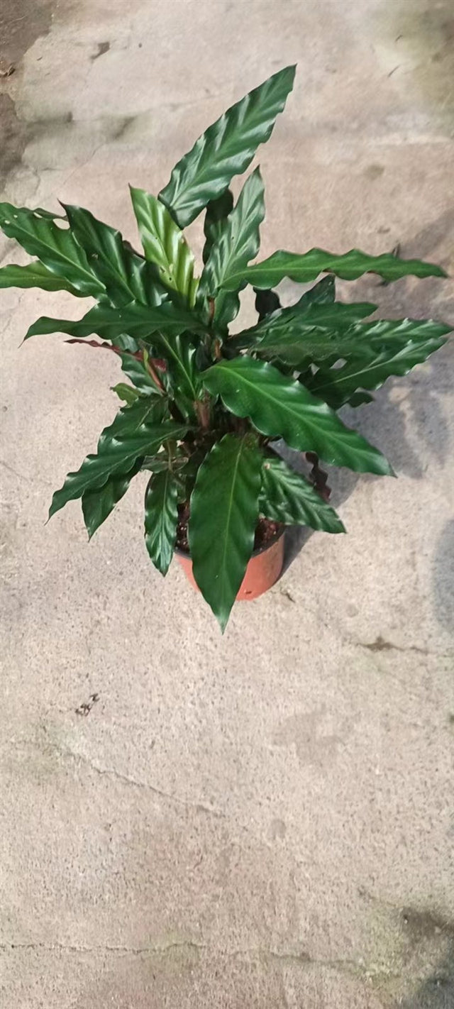 Calathea rufibarba