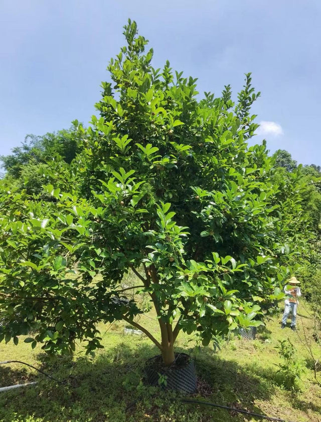 Camellia crapnelliana