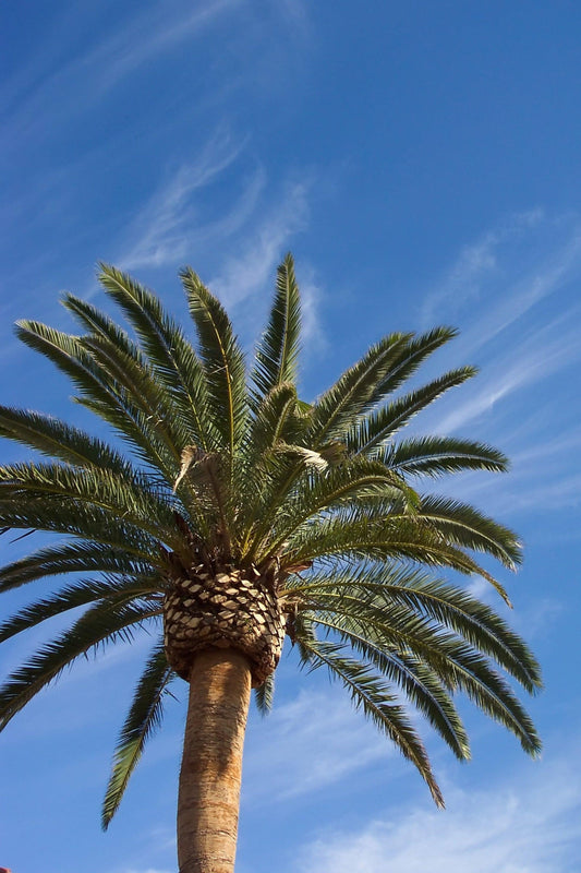 Phoenix canariensis - نخيل جزر الكناري