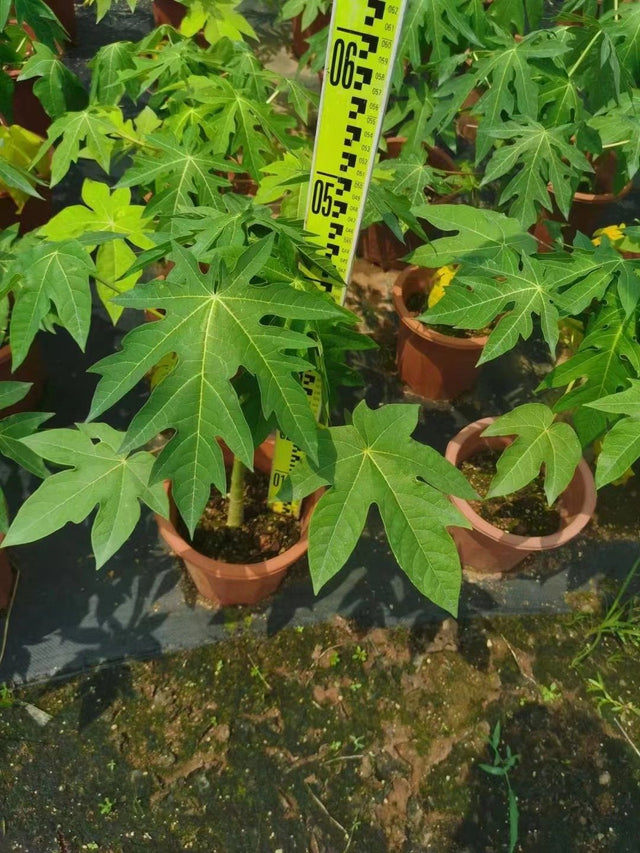 Carica papaya