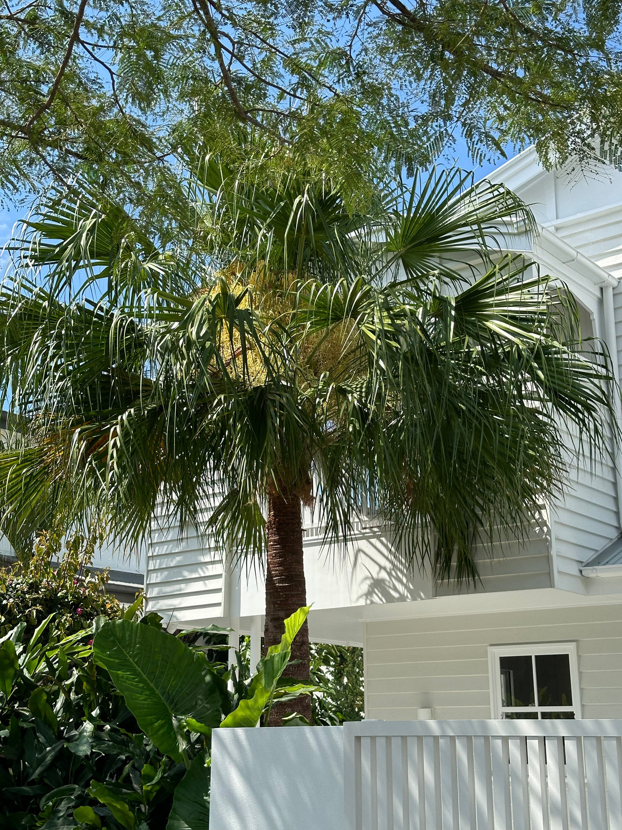 Livistona nitida - Carnarvon Gorge Palm