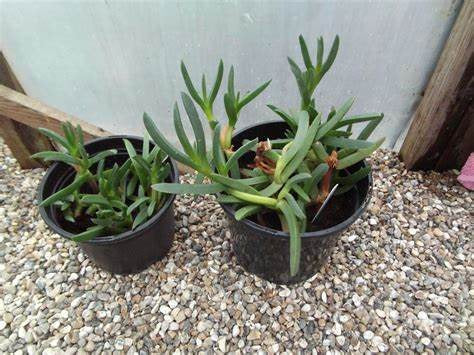 Carpobrotus edulis