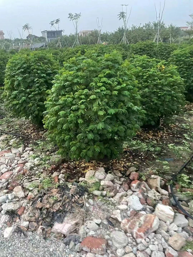 Cassia glouca