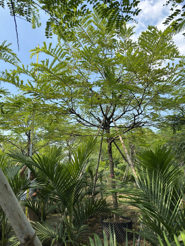 Cassia nodosa