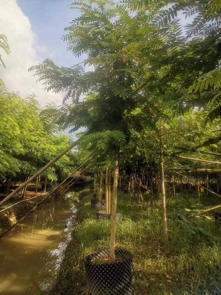 Cassia siamea