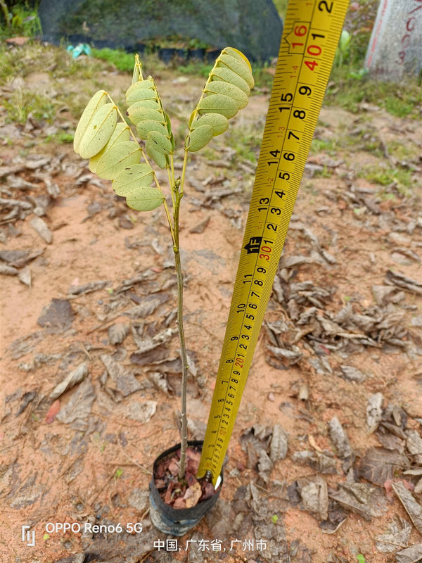 Cassiasurattensis