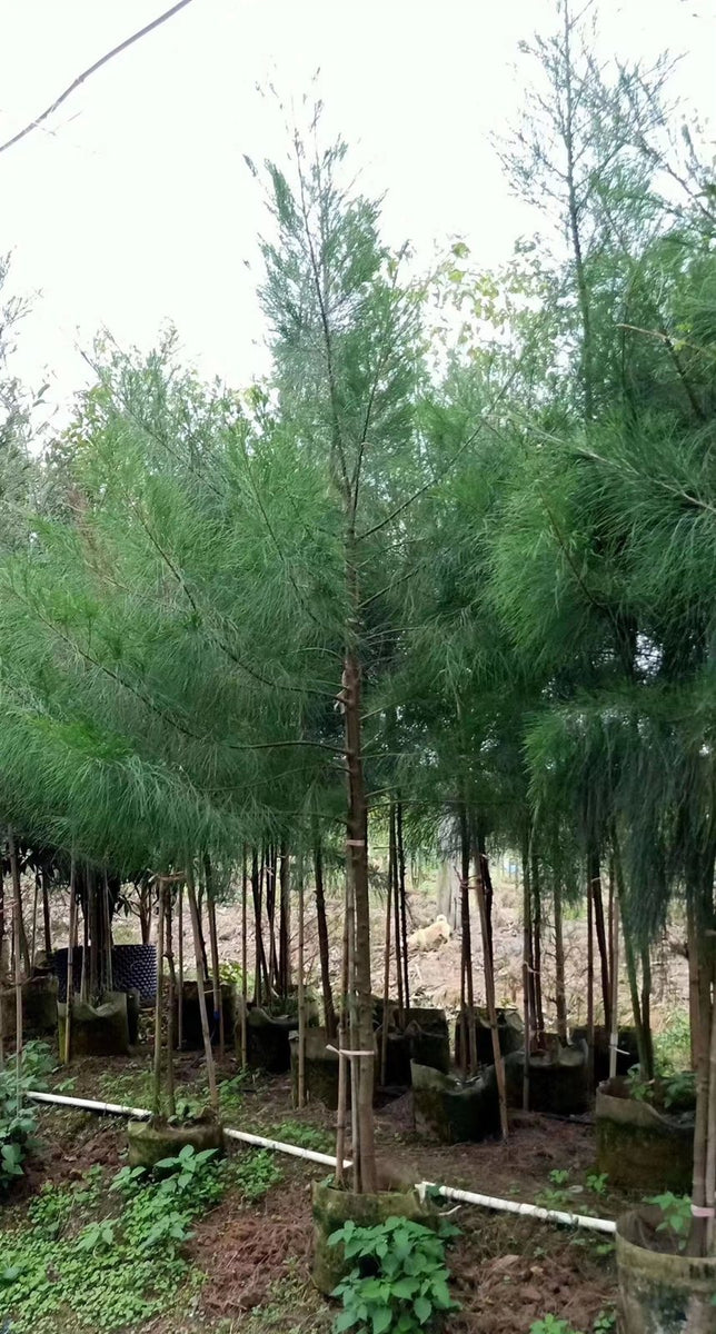 Casuarina equistifolia