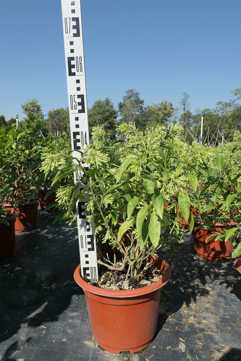 Cestrum nocturnum
