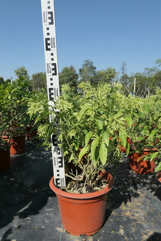 Cestrum nocturnum
