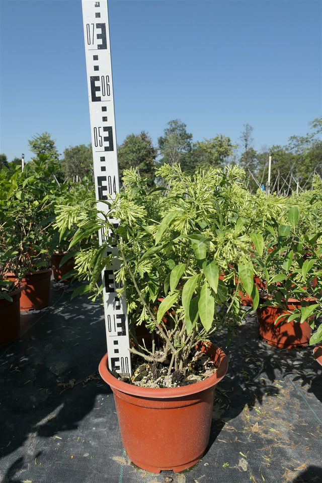 Cestrum nocturnum