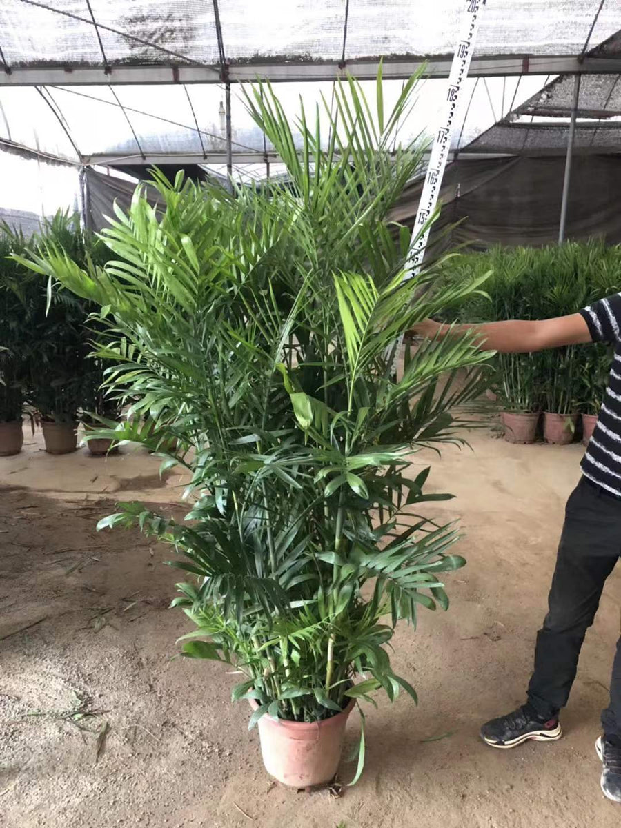 Chamaedorea cataractum