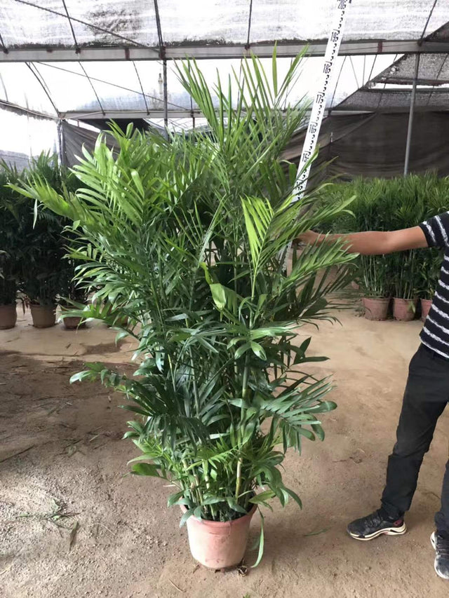 Chamaedorea cataractum