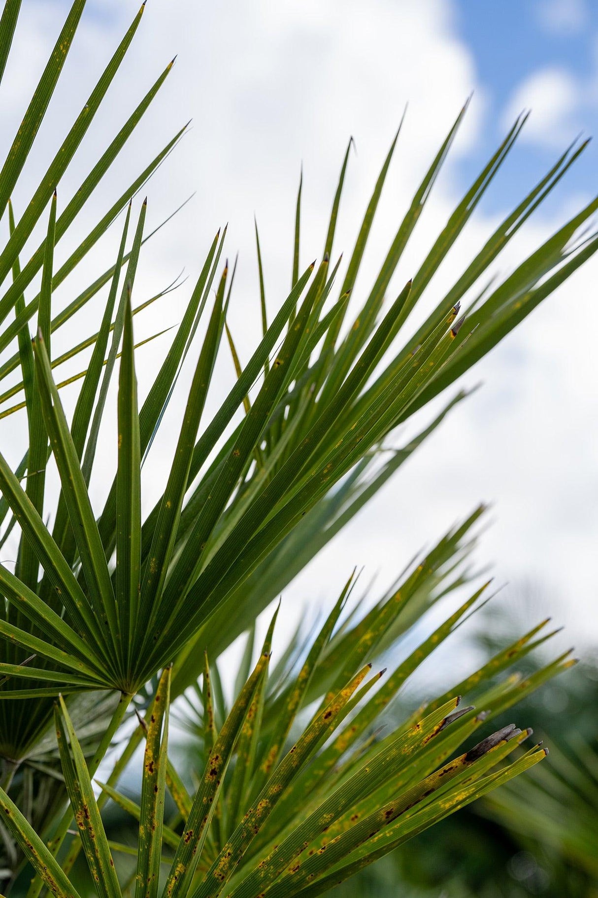 European Fan Palm - Chamaerops humilis - Brisbane Plant Nursery