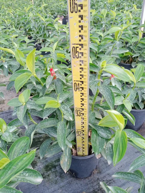 Cheilocostus speciosus