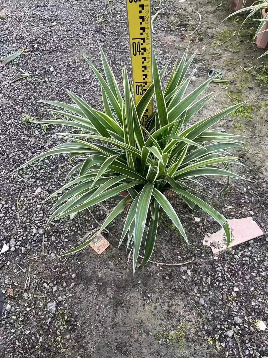 Chlorophytum comosum