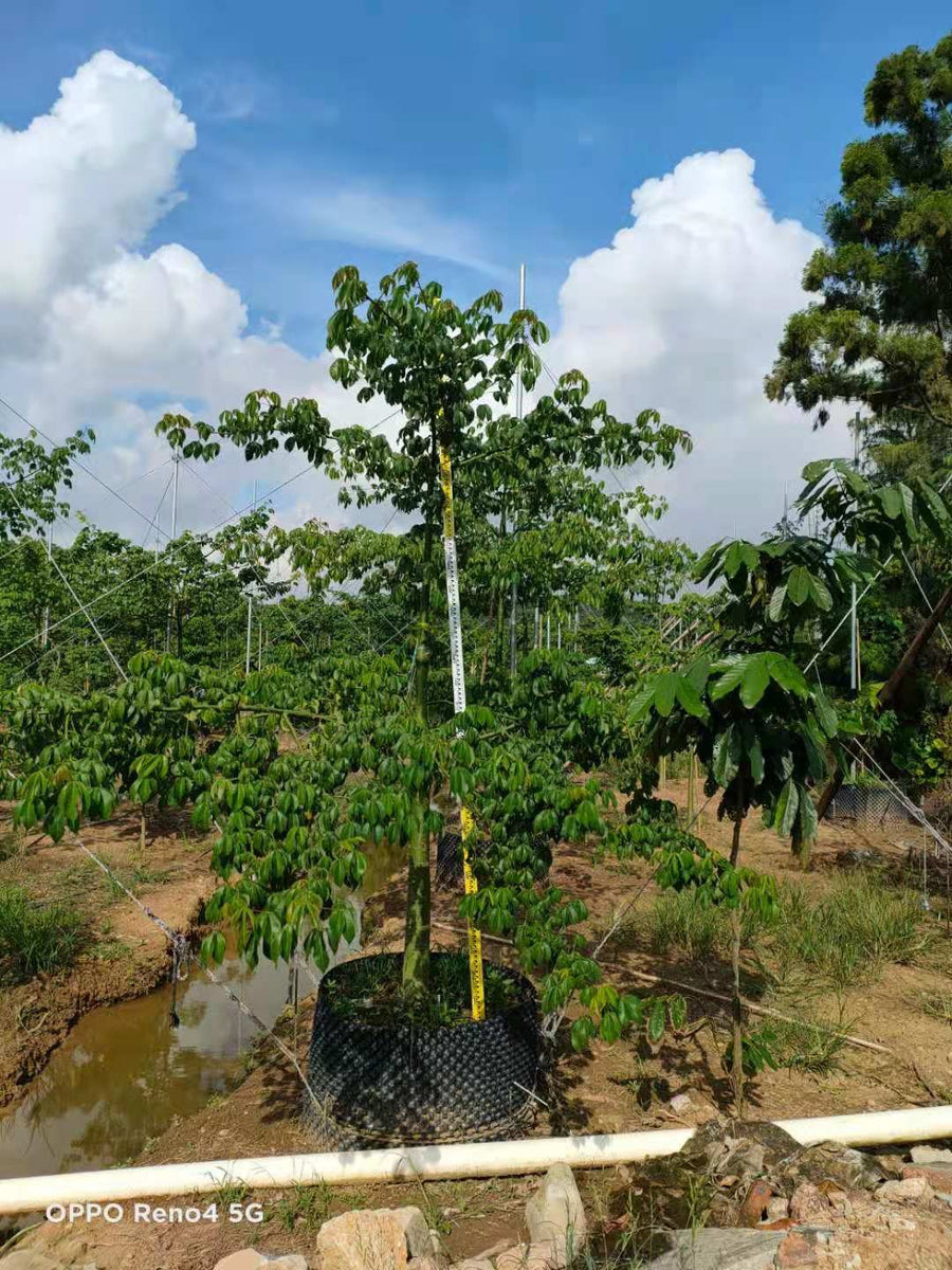 Chorisia speciosa