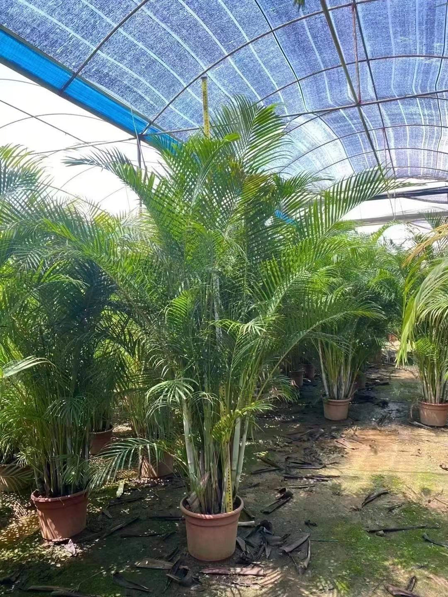 Chrysalidocarpus lutescens