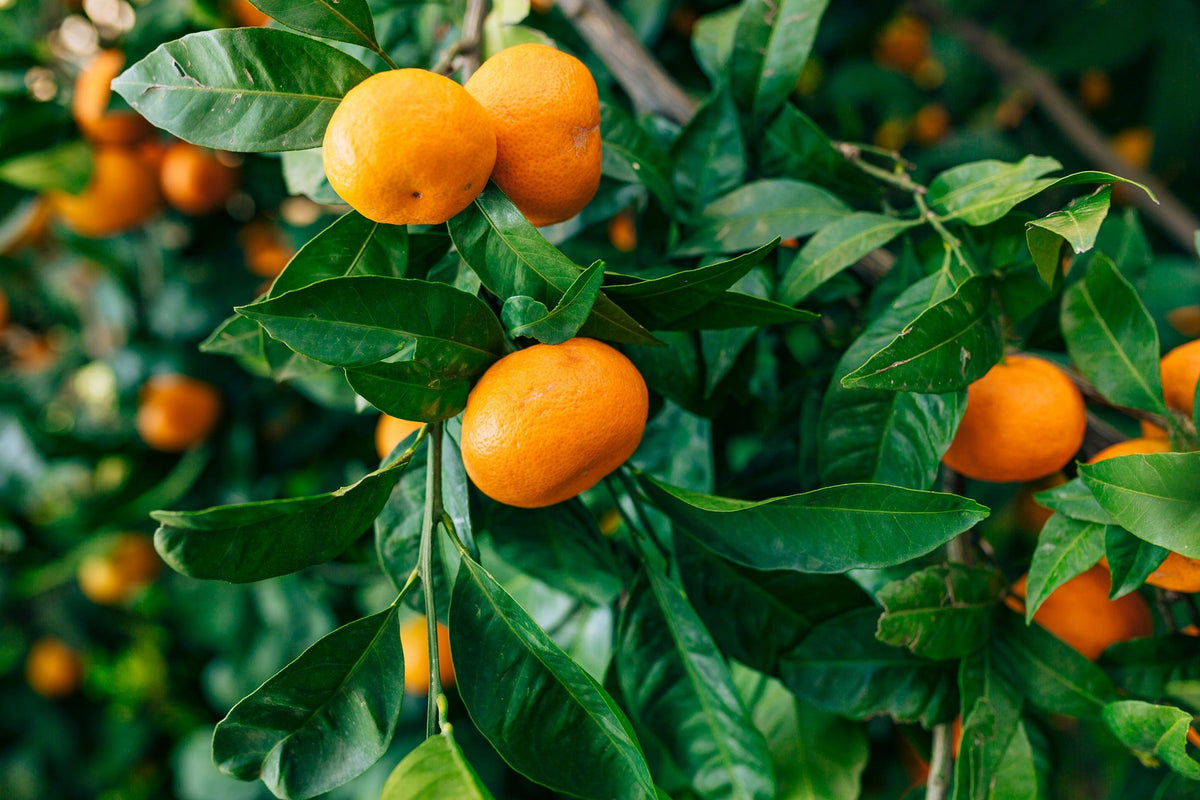 Imperial Mandarin Tree - Citrus reticulata