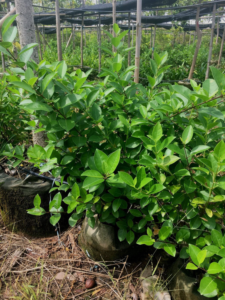 Clerodendron inerme
