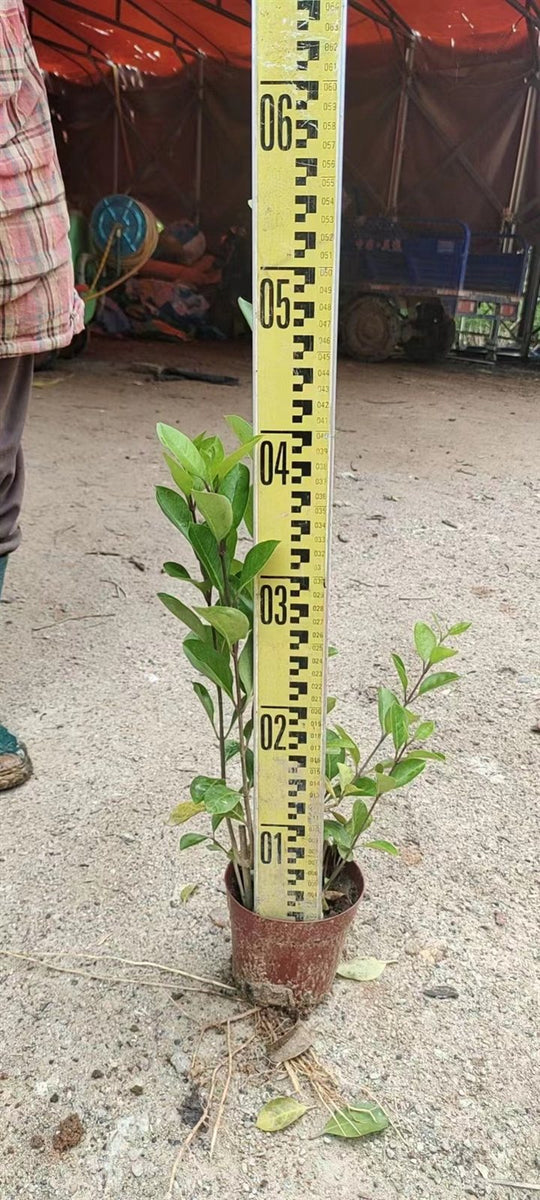 Clerodendrum inerme