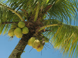 Coconut Palm - Cocos nucifera - Brisbane Plant Nursery