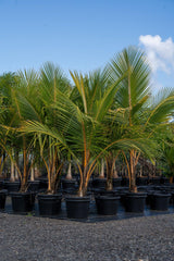 Coconut Palm - Cocos nucifera - Brisbane Plant Nursery