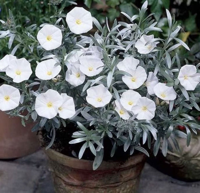 Convolvulus cneorum