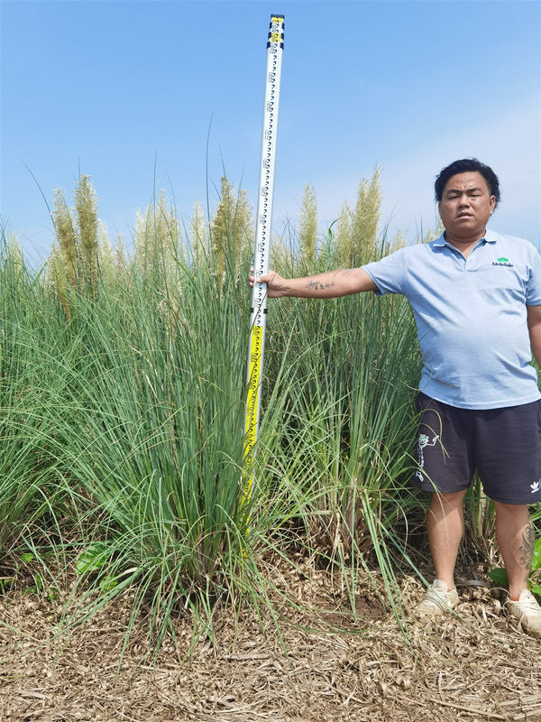 Cortaderia selloana