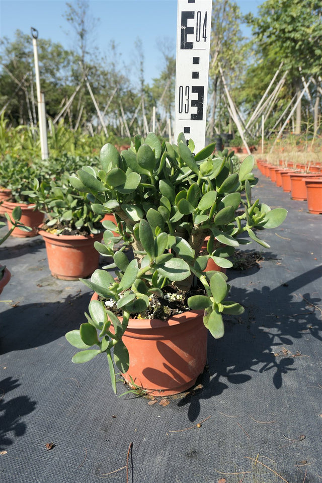 Crassula argentea