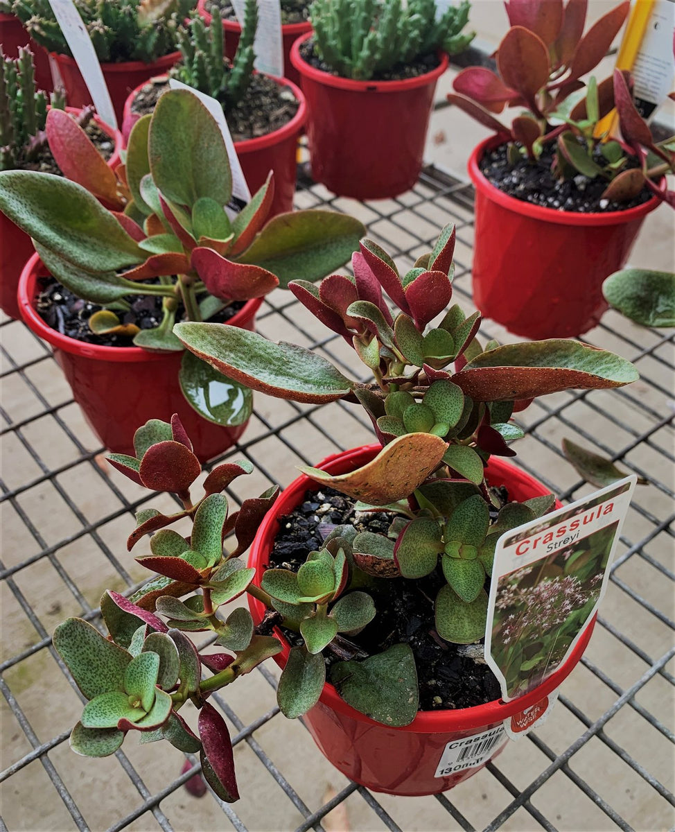 Crassula streyi