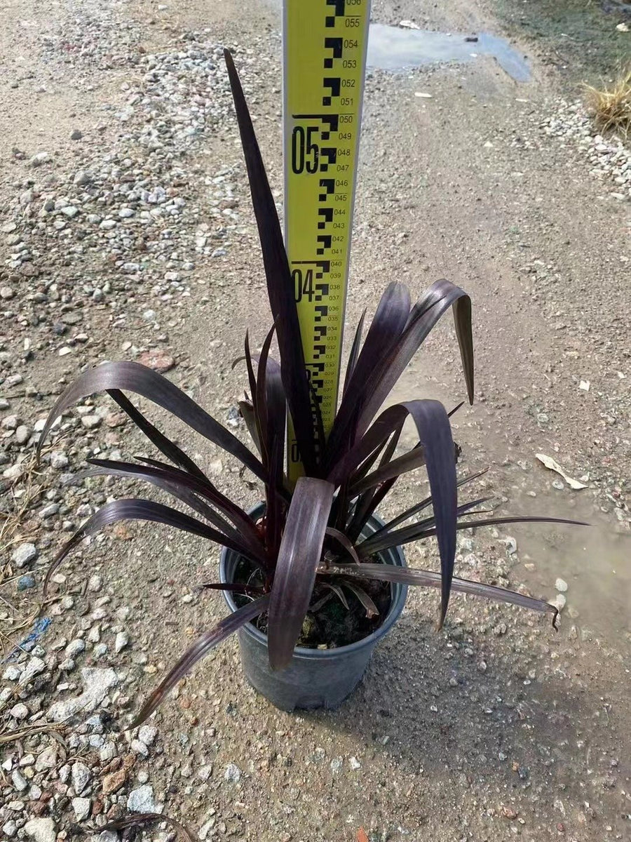 Crinum angustum