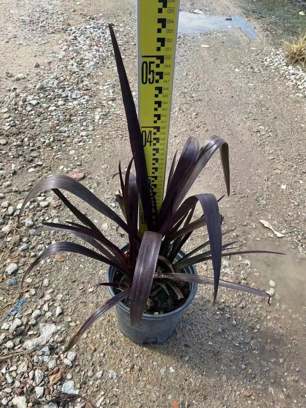 Crinum angustum
