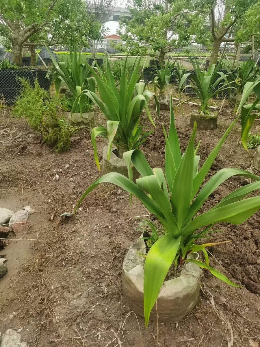 Crinum asiaticum
