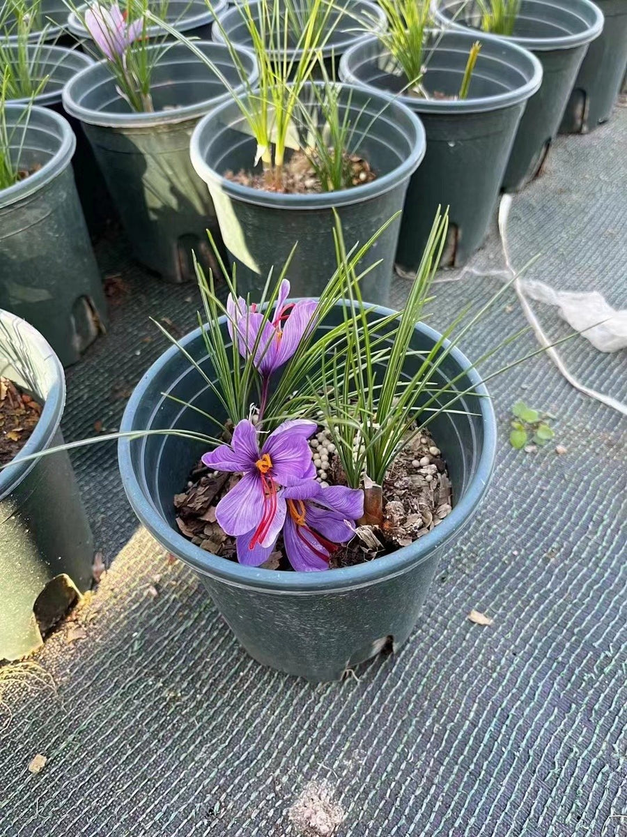Crocus sativus