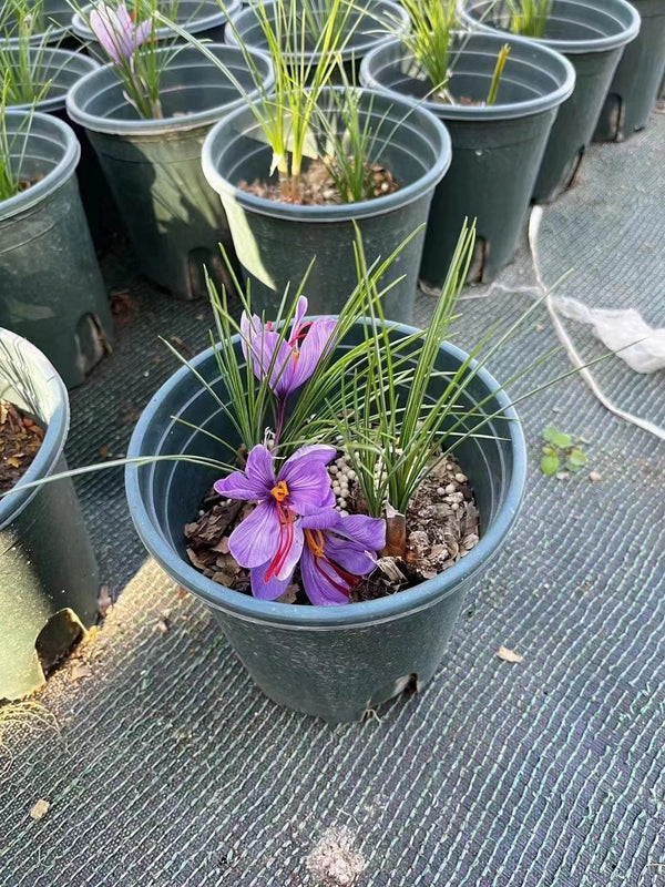 Crocus sativus
